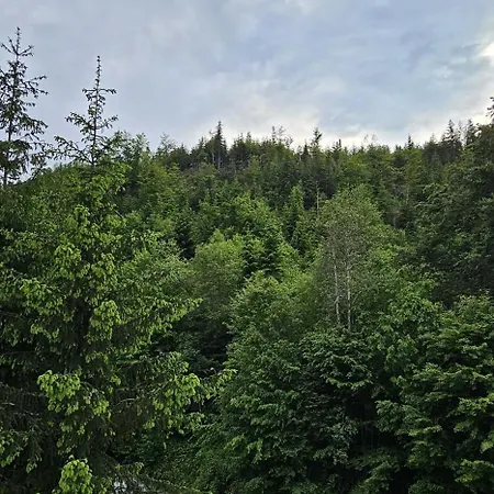 Pensiunea Flora Cârțișoara Exterior photo
