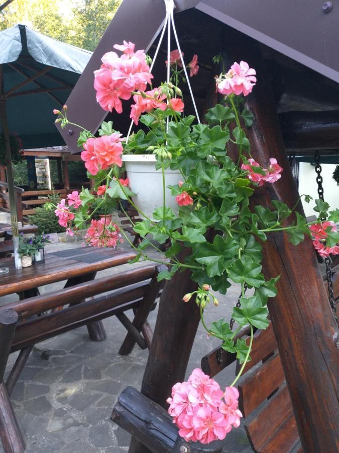Affittacamere Pensiunea Flora Cîrţişoara